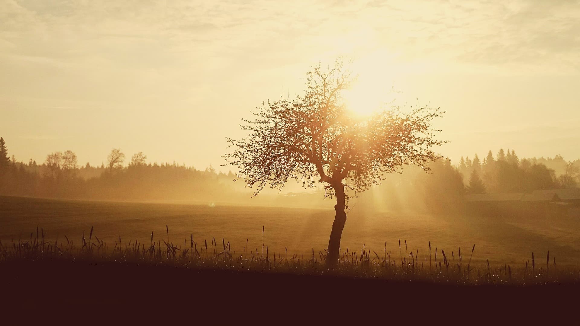 Golden sunset over a lone tree in a field